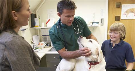 Veterinarians in Deer Park: Your Guide to Finding the Best Vet for Your Pet