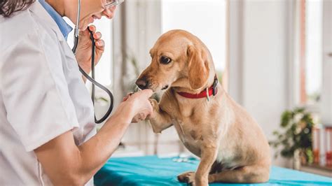 Veterinary Course in Singapore: A Comprehensive Guide