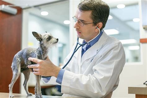 Veterinary Healthcare Associates FL: Unlocking Excellence in Animal Care