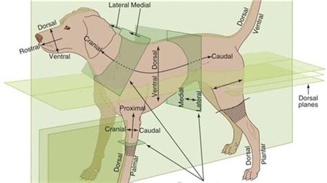 Veterinary Medical Terminology Answer Key Epub