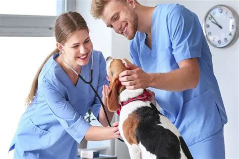 Veterinary Medicine: A Comprehensive Guide to Pursuing a Degree in Singapore