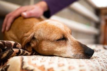 Vets Choice: Making Informed Decisions for Your Pet's Health