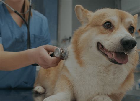 Vets Near Me Near Me: Find Expert Animal Care Today!