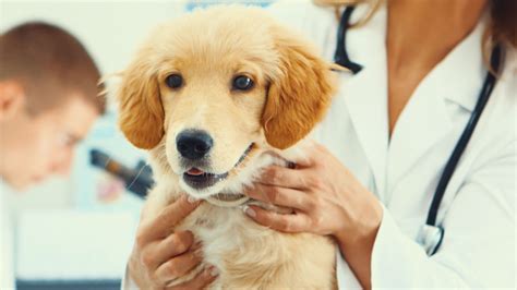 Vets for Life: 33% of Pet Owners with Seriously Ill Pets Turn to Experts