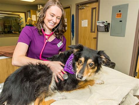 Vets in Colorado Springs: A Comprehensive Guide for Pet Owners