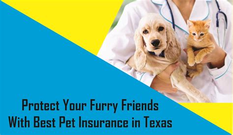 Vets in Denton TX: 5 Top-Rated Options for Your Furry Friends