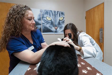 Vets in Flint, MI: Your Comprehensive Guide to Expert Animal Care