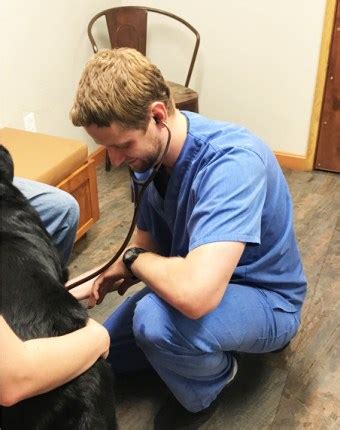 Vets in Grants Pass: Your Guide to the City's Top Animal Care Providers