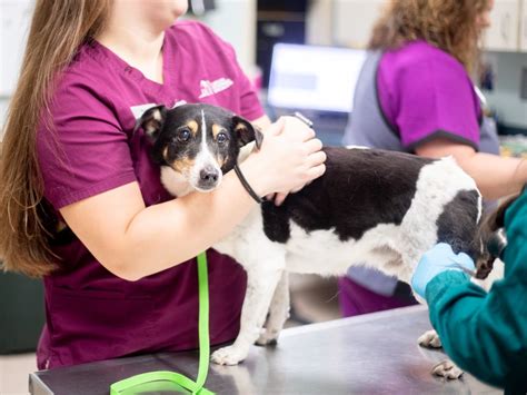 Vets in Greensboro NC: Your Guide to Finding the Best Care for Your Furry Friend