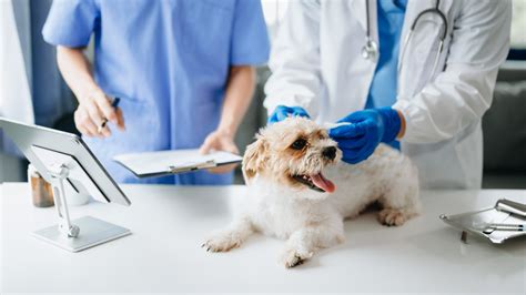 Vets in Palmdale, California: A Comprehensive Guide for Pet Owners