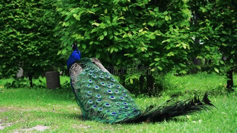 Vibrant Green Tail: