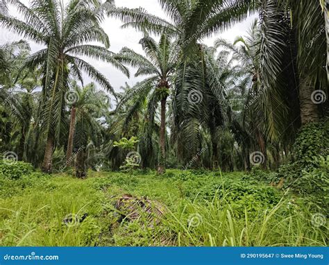 Vibrant Green Vegetation: