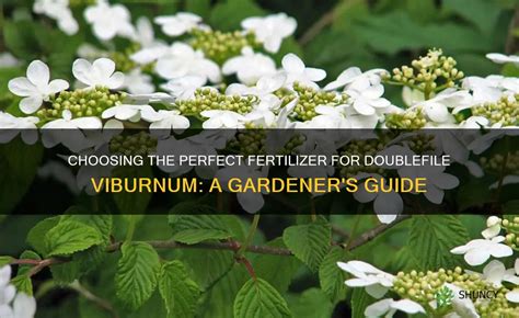 Viburnum Fertilizer: The Ultimate Guide to Nourishing Your Viburnum Plants