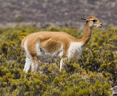 Vicuna: