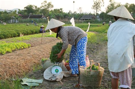 Vietnam's Rural Transformation Reader