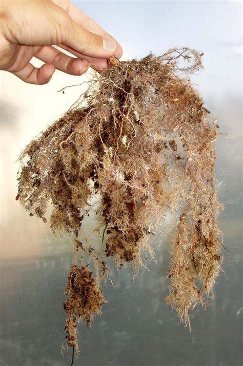 Vigorous Root System: