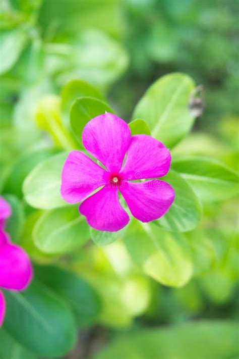 Vinca's Fight: How a Tiny Plant Battles Cancer