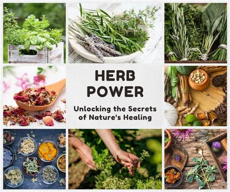 Violet Shaye: Unlocking the Secrets of Nature's Healing Herb