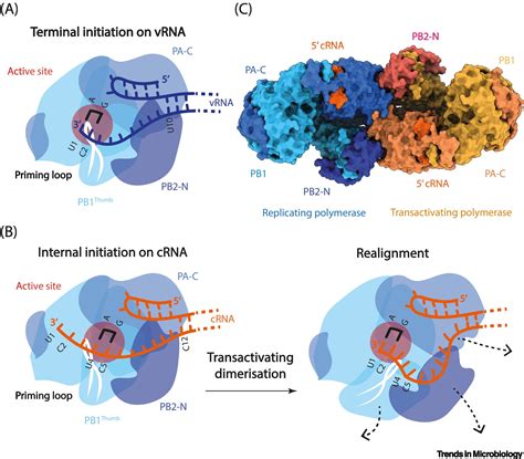 Viral Genome Replication Doc