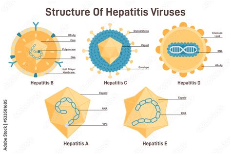 Viral Hepatitis Doc