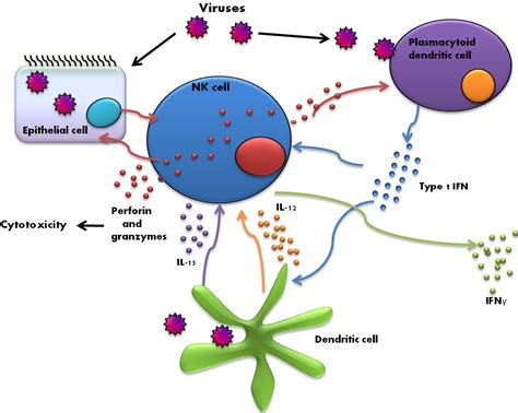 Viral Pathogenesis and Immunity Kindle Editon