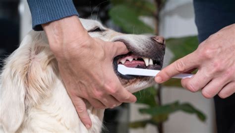 Virbac Dog Dental Powder Review 2025: Ultimate Guide