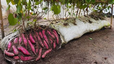 Virgínia Pelada: Um Guia Abrangente para o Cultivo e Benefícios