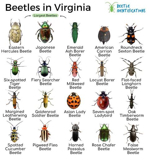 Virginia Beetles Identification Chart