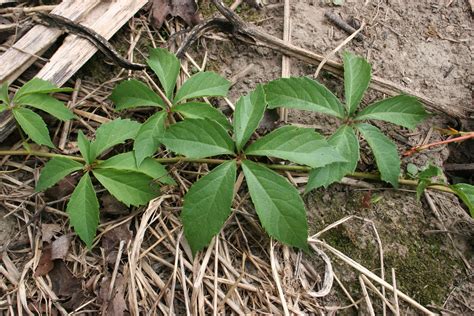 Virginia Creeper Doc