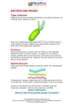 Viruses And Bacteria Study Guide Answer Key Reader