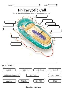 Viruses And Prokaryotes Vocabulary Practice Answer Key Epub