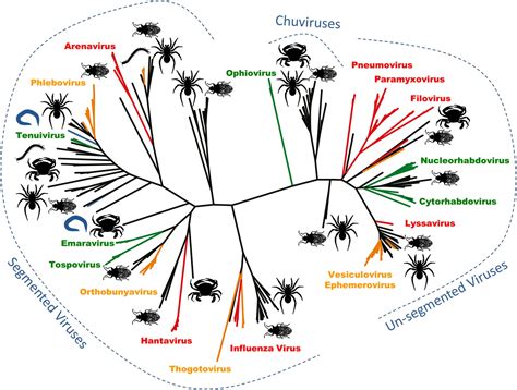 Viruses and the Evolution of Life Doc