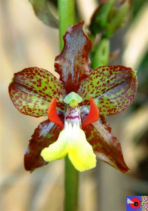 Visão Geral da Orquídea Cyrtopodium