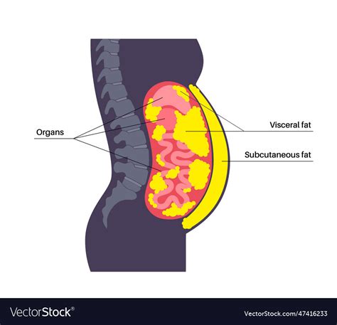 Visceral fat: