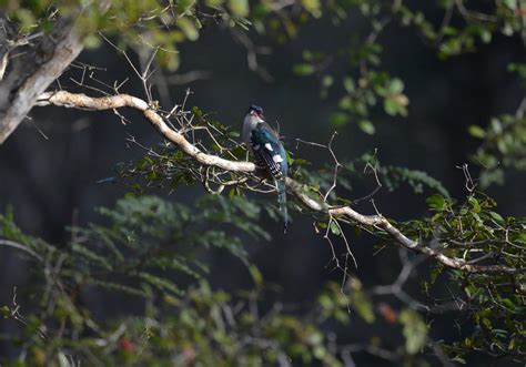 Visit Cuba during the breeding season: