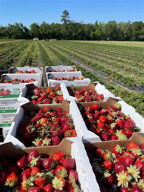 Visit Strawberryland: