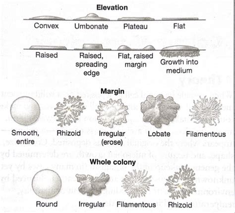 Visual Characteristics and Unique Morphology