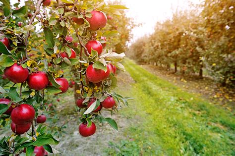 Visual Mass Orchard Gateway: Enhancing Orchard Management and Fruit Production