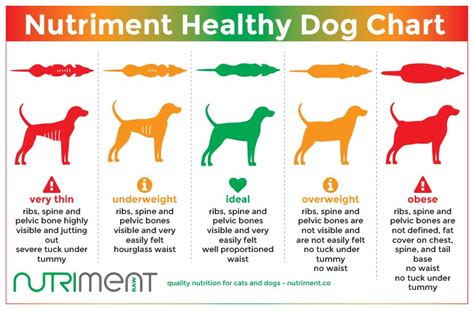 Vital Statistics on Dog Nutrition