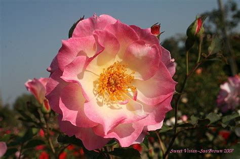 Vivien Rose: The Rose that Blooms All Year