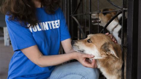 Volunteer at a Dog Shelter Near You in 2023: Make a Difference in 12,000 Paws