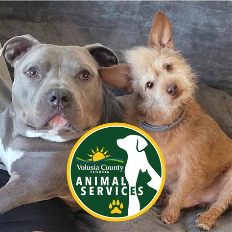 Volusia County Animal Services: Your Comprehensive Guide to Pet Care and Adoption