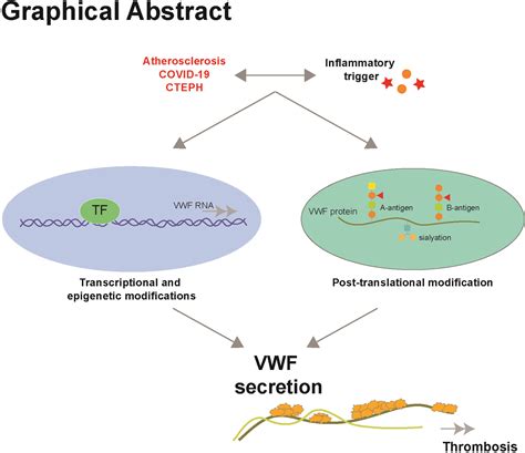 Von Willebrand Factor and the Mechanisms of Platelet Function Doc