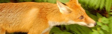 Vulpes vulpes: The Master of Adaptability and Survival