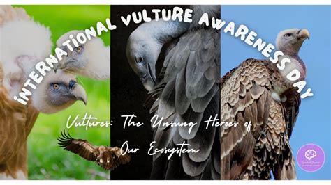 Vultures: The Unsung Heroes of Our Ecosystems