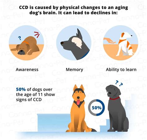 WSH Level C: The Ultimate Guide to Enhancing Your Dog's Cognitive Abilities