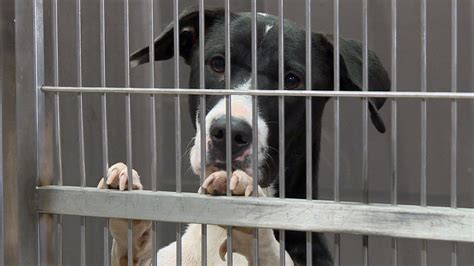 Waco Animal Shelter: Saving Animal Lives in Waco, Texas