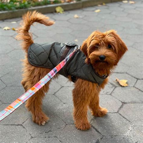 WagWear: The Ultimate Guide to Dressing Your Dog in Style and Comfort