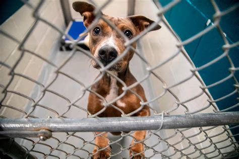 Wake County Animal Adoption: Discover the Remarkable 1,200+ Pets Awaiting Their Forever Homes