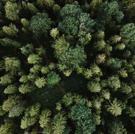 Waldbauliche Grundlagen im Spannungsfeld von Klimawandel und nachhaltiger Forstwirtschaft